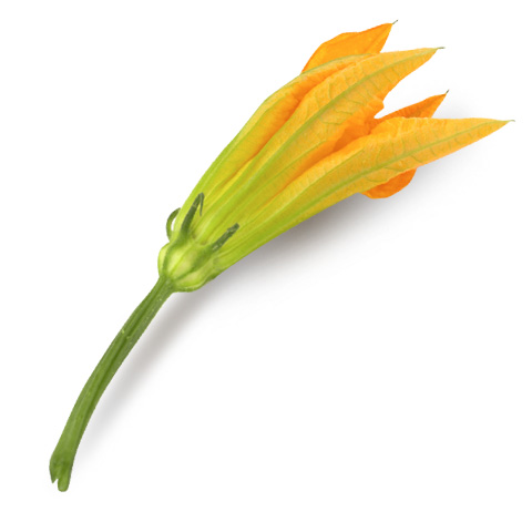 icona prodotto Zucchini Flowers